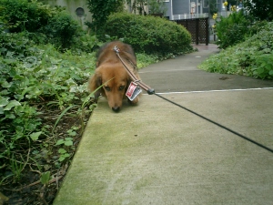 探偵犬、レオ 探偵犬、レオ