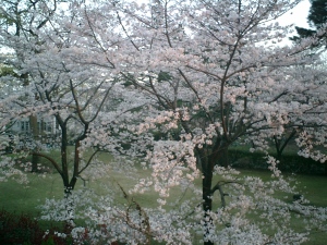 窓越しの桜