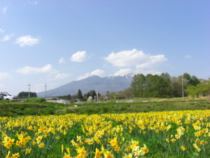 水仙と八ヶ岳